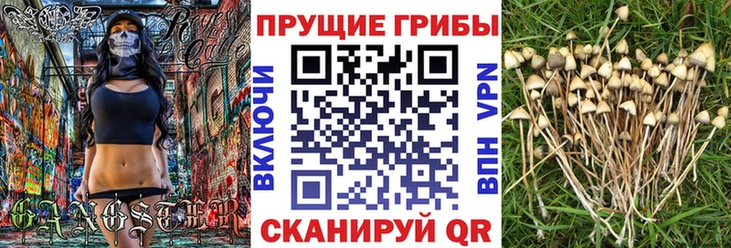 Псилоцибиновые грибы Cubensis  Электрогорск 